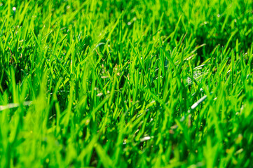 Bright green grass on a Sunny day in the Park
