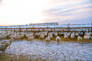 Flock of sheep in a paddock in winter at sunset