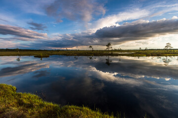 Swamp on a sunny day in great colors