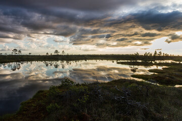 Swamp on a sunny day in great colors