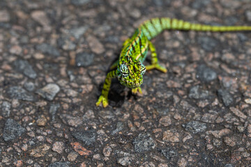 Close up of a green chameleon on the street