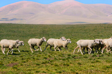 Obraz premium Flock of sheep in a paddock close-up in in a summer time