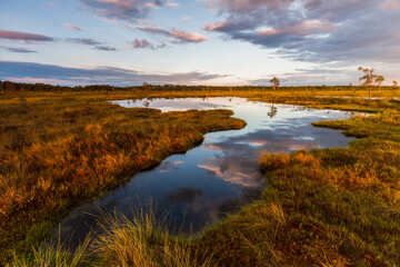 Swamp on a sunny day in great colors