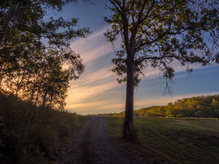 Fototapeta na wymiar Golden Hour Parkland Scene with Trees and Clouds