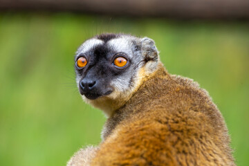 Portrait of a brown maki, a close up of a funny lemur