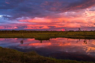 Swamp on a sunny day in great colors