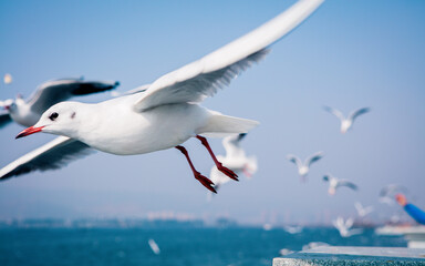 Fototapeta na wymiar seagull in flight against the blue sky