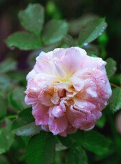 pink rose in garden