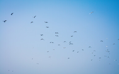 Seabirds flying over the sea
