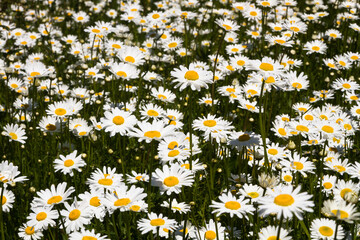 Daisy time. Daisies in the meadow and close-up