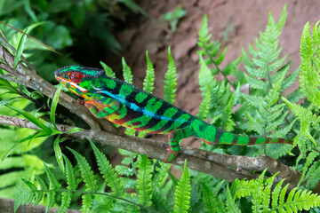 A chameleon moves along a branch in a rainforest in Madagascar