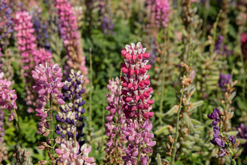 Lupine field with many colors