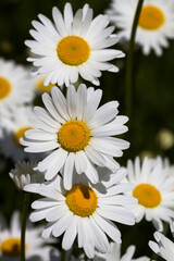 Fototapeta premium Daisy time. Daisies in the meadow and close-up