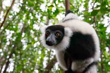 A black and white Vari in the close-up, portrait