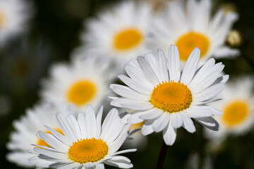 Daisy time. Daisies in the meadow and close-up