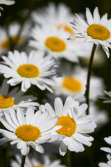Obraz premium Daisy time. Daisies in the meadow and close-up