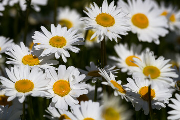 Fototapeta premium Daisy time. Daisies in the meadow and close-up