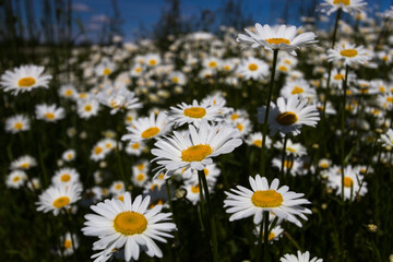 Daisy time. Daisies in the meadow and close-up