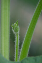 Garden flower sprout