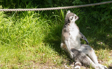 lemur sitting looking in the sun