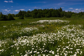 Fototapeta na wymiar Daisy time. Daisies in the meadow and close-up