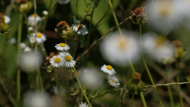 風に揺れるヒメジョオン　野草　ガーリー