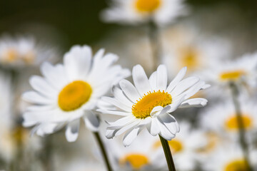 Daisy time. Daisies in the meadow and close-up