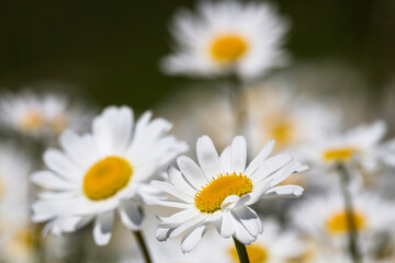 Daisy time. Daisies in the meadow and close-up