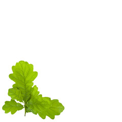 Green oak leaves isolated on a white background