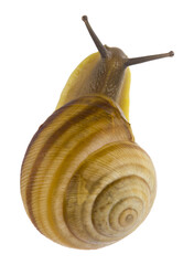 Snail isolated on a white background.