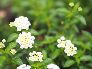 Cloth of gold, Hedge, Weeping, White sage, Lantana camara small bouquet white flower blooming in garden on nature background