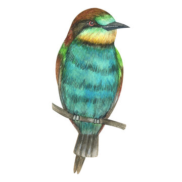 recommend clip art: Watercolor hand painted colorful tropical  birds. Bright jungle exotic clip art perfect for summer wedding invitation and party card making