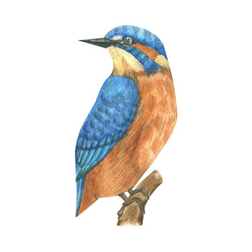 recommend clip art: Watercolor hand painted colorful tropical  birds. Bright jungle exotic clip art perfect for summer wedding invitation and party card making