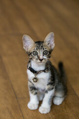Thai kitten sitting on a floor