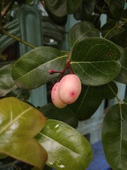 Raw cherry with cherry leaf