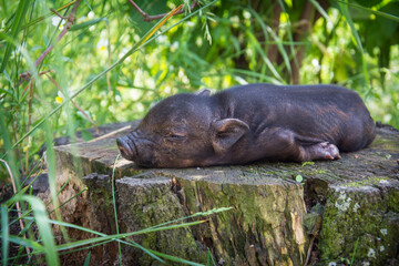 In the grass on a sunny day, a black little piggy is sleeping.