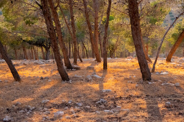 Park during autumn in the golden hour