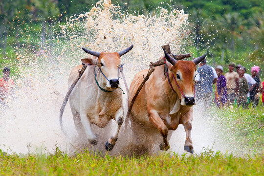 The Pacu Jawi or bull racing event in West Sumatra, Indonesia.