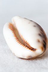 Cowrie Shell 1
