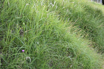 雑草が生えた丘