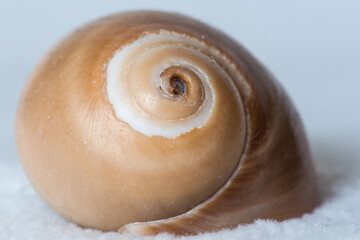 Sea Snail Shell 8