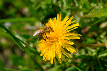 bee on flower