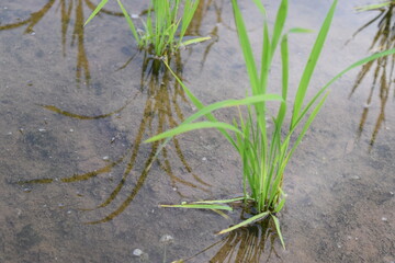植えたての稲