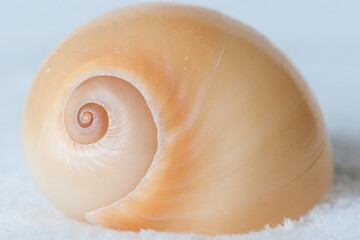 Sea Snail Shell 4