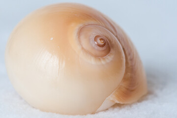 Sea Snail Shell 3