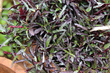 red and green grass plant leaves