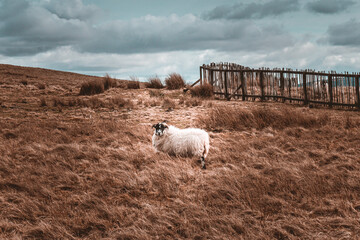 Schaf auf einer Weide in Schottland