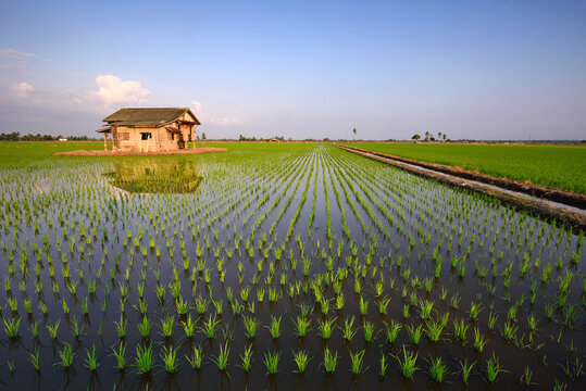 Beautiful view of rice paddy field during sunrise in Malaysia. Nature composition 