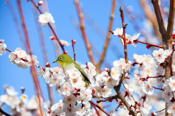 梅の花の枝で休憩しているメジロ【大阪城公園-2月】