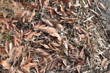 敷き詰められた枯葉